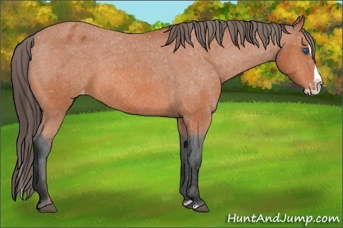 Horse Color:Bay Splash Varnish 