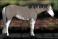 Horse Color:Grullo Sabino Splash  and Grullo Sabino Splash 