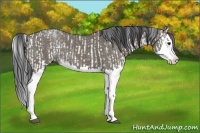 Horse Color:Grullo Sabino Splash  and Grullo Sabino Splash 
