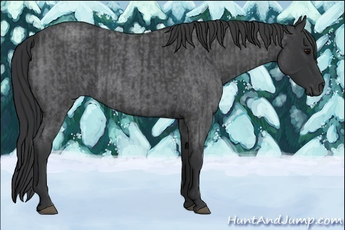Horse Color:Blue Roan and Blue Roan