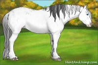Horse Color:Grullo Sabino Splash  and Grullo Sabino Splash 