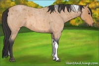 Horse Color:Buckskin Roan Tobiano 