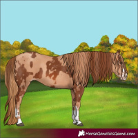 Horse Color:Chestnut and Gold Champagne