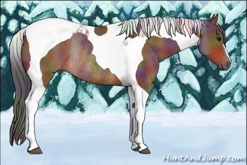 Horse Color:Nacre Brown Tobiano Rabicano