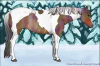 Horse Color:Nacre Brown Tobiano Rabicano 