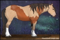 Horse Color:Bay  and Amber Champagne 