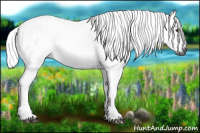 Horse Color:Gray Red Dun