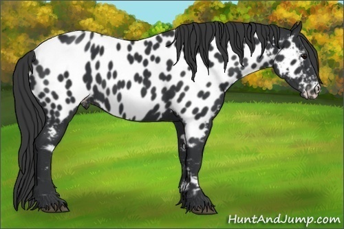 Horse Color:Black Near Leopard 