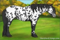 Horse Color:Black Appaloosa