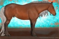 Horse Color:Silver Bay 