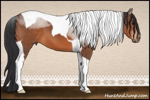 Horse Color:Bay Tobiano 