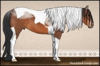 Horse Color:Bay Tobiano 