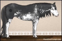 Horse Color:Black Sabino 