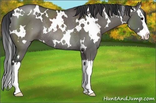 Horse Color:White Spotted Grullo Splash Rabicano 