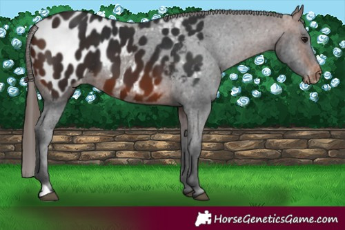 Horse Color:Brown Blanket 