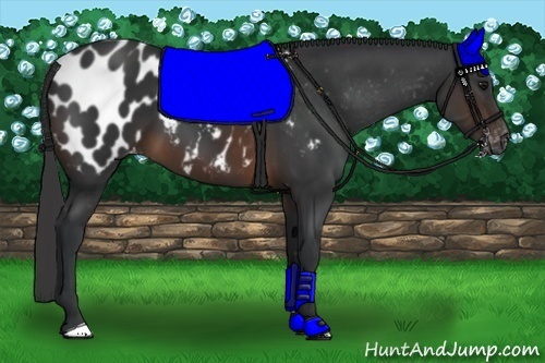 Horse Color:Brown Appaloosa 