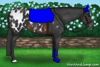 Horse Color:Brown Appaloosa 