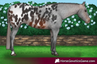 Horse Color:Brown Appaloosa 