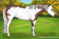 Horse Color:Silver Brown Splash Frame