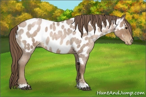 Horse Color:Blue Roan Pearl Appaloosa 