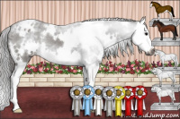 Horse Color:Gray White Spotted Black Splash Appaloosa