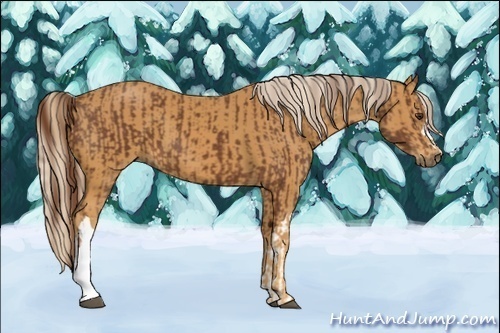 Horse Color:Chestnut and Palomino