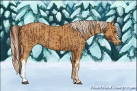 Horse Color:Chestnut and Palomino
