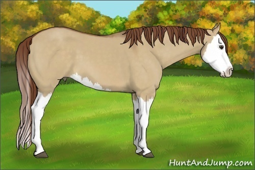 Horse Color:Red Dun Splash