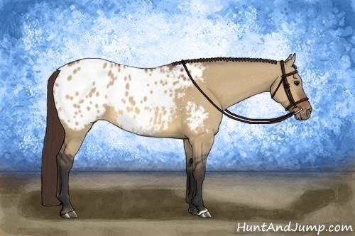 Horse Color:Bay Dun Appaloosa 