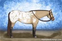 Horse Color:Bay Dun Appaloosa 