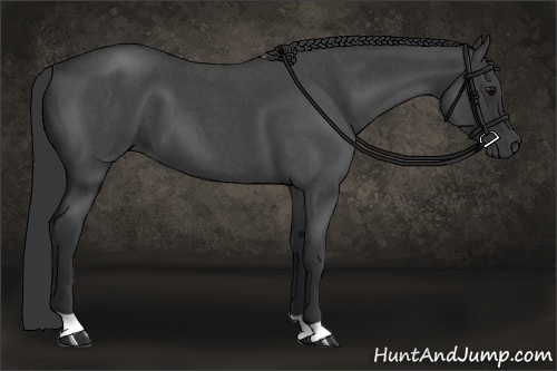 Horse Color:Blue Roan