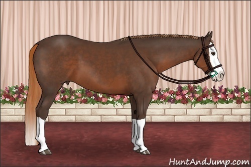 Horse Color:Liver Chestnut Splash 