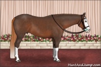 Horse Color:Liver Chestnut Splash 