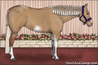 Horse Color:Silver Bay Dun Sabino Tobiano Frame Rabicano