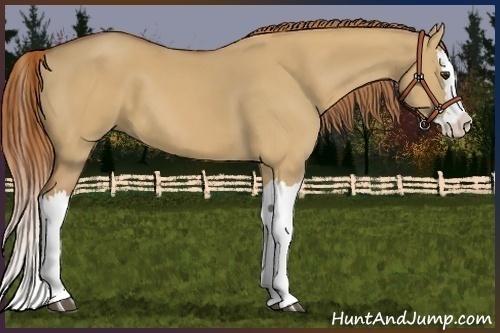Horse Color:Red Dun Splash 