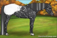 Horse Color:Black Appaloosa