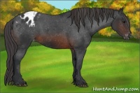 Horse Color:Brown Appaloosa