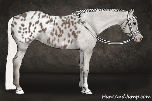 Horse Color:Silver Black Appaloosa