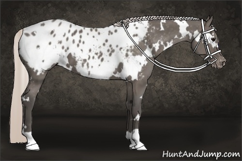Horse Color:White Spotted Silver Black Appaloosa 