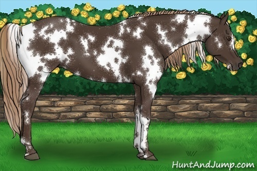 Horse Color:White Spotted Liver Chestnut 