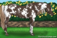 Horse Color:White Spotted Liver Chestnut 