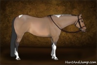 Horse Color:Brown Dun Tobiano Rabicano