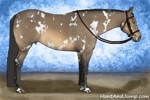 Horse Color:White Spotted Buckskin 