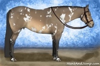 Horse Color:White Spotted Buckskin