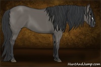 Horse Color:Grullo 