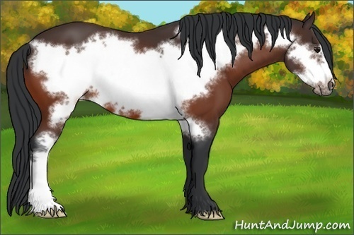 Horse Color:Bay Frame 