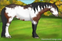 Horse Color:Bay Frame