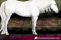Horse Color:Gold Cream Champagne Snowdrop Dun Sabino Frame