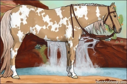 Horse Color:White Spotted Palomino 