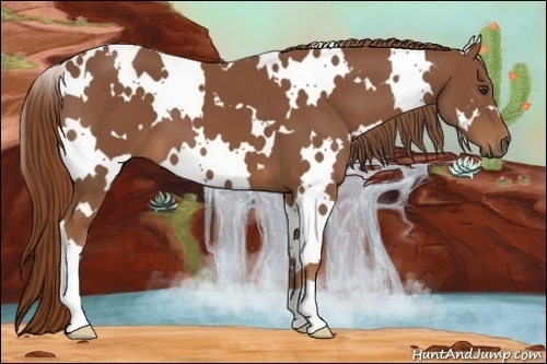 Horse Color:White Spotted Chestnut 
